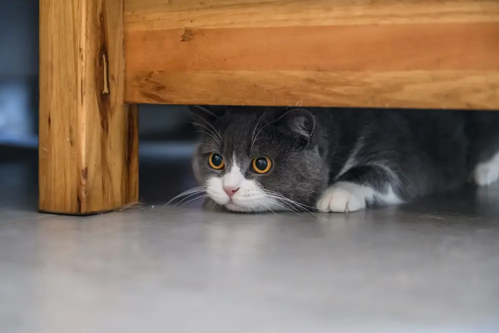 grey cat hiding under wooden furniture
