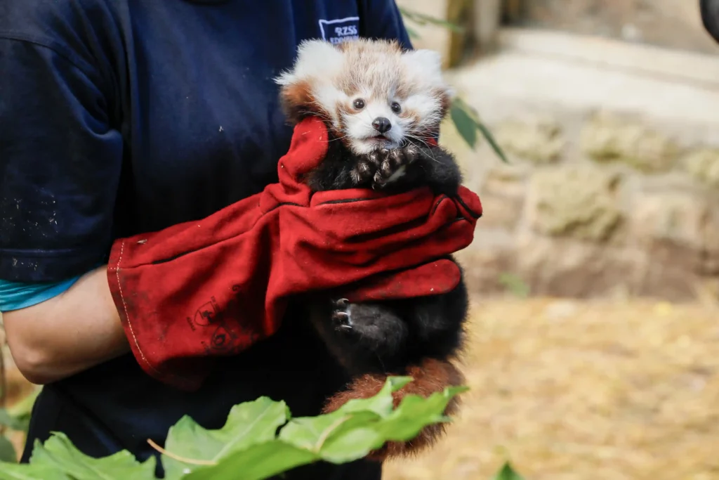 roxie red panda