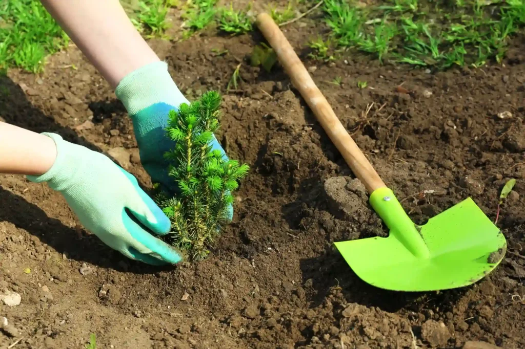 tree planting