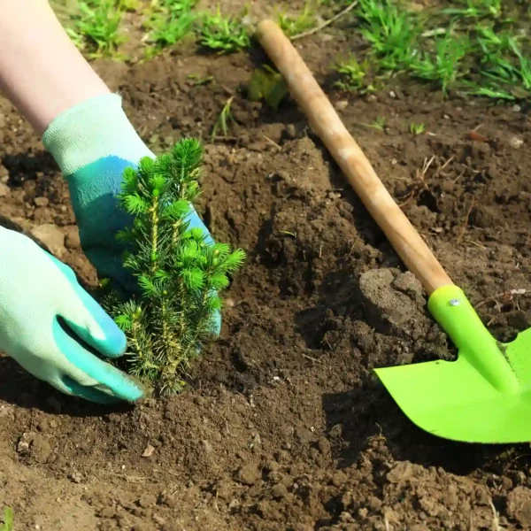 tree planting